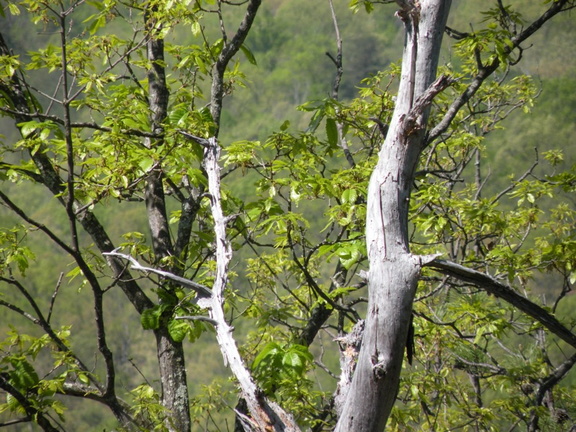 Lakeview Trail